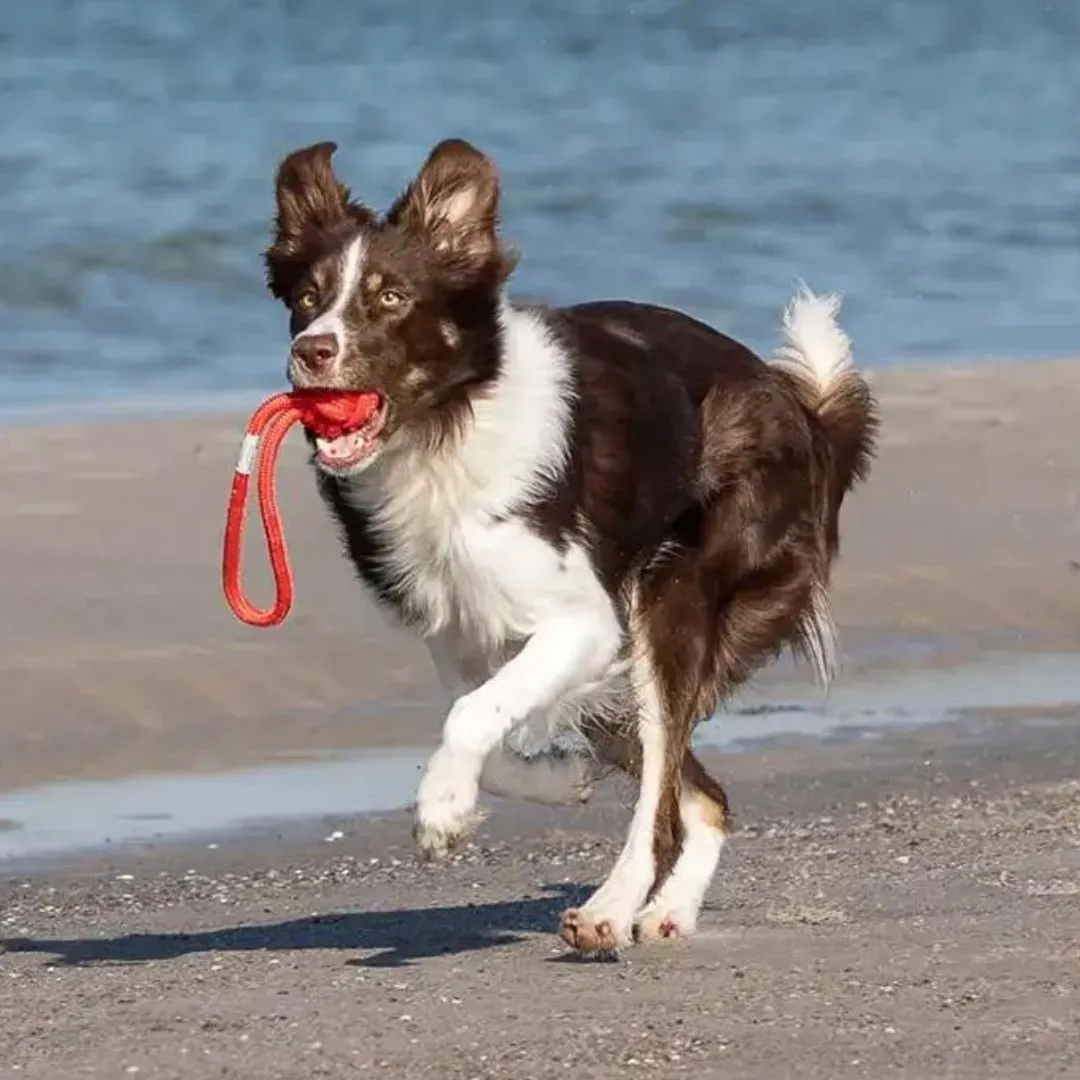 Bowl and Bone Red Bullet Rope Dog Toy