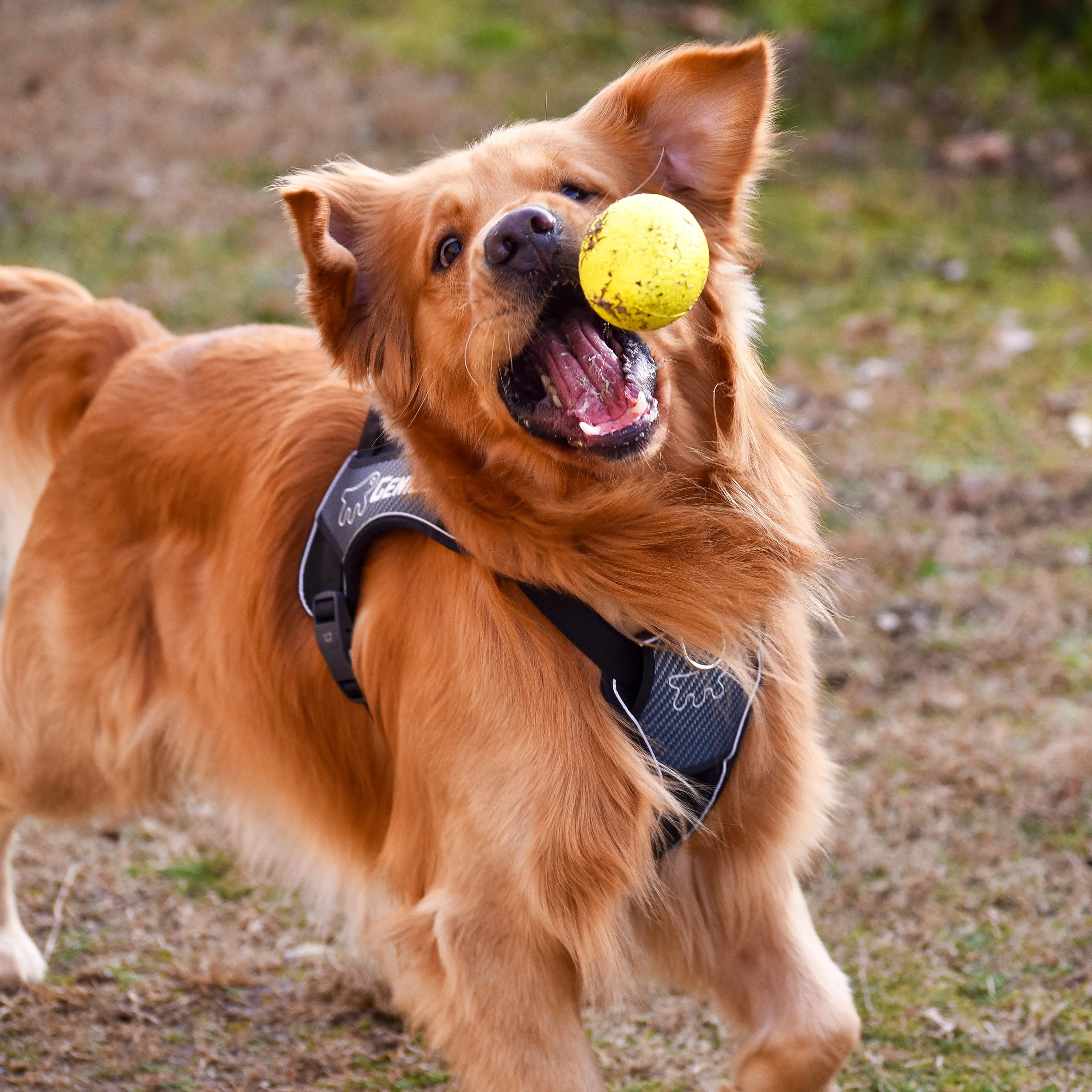 CHEWA BOING BALL