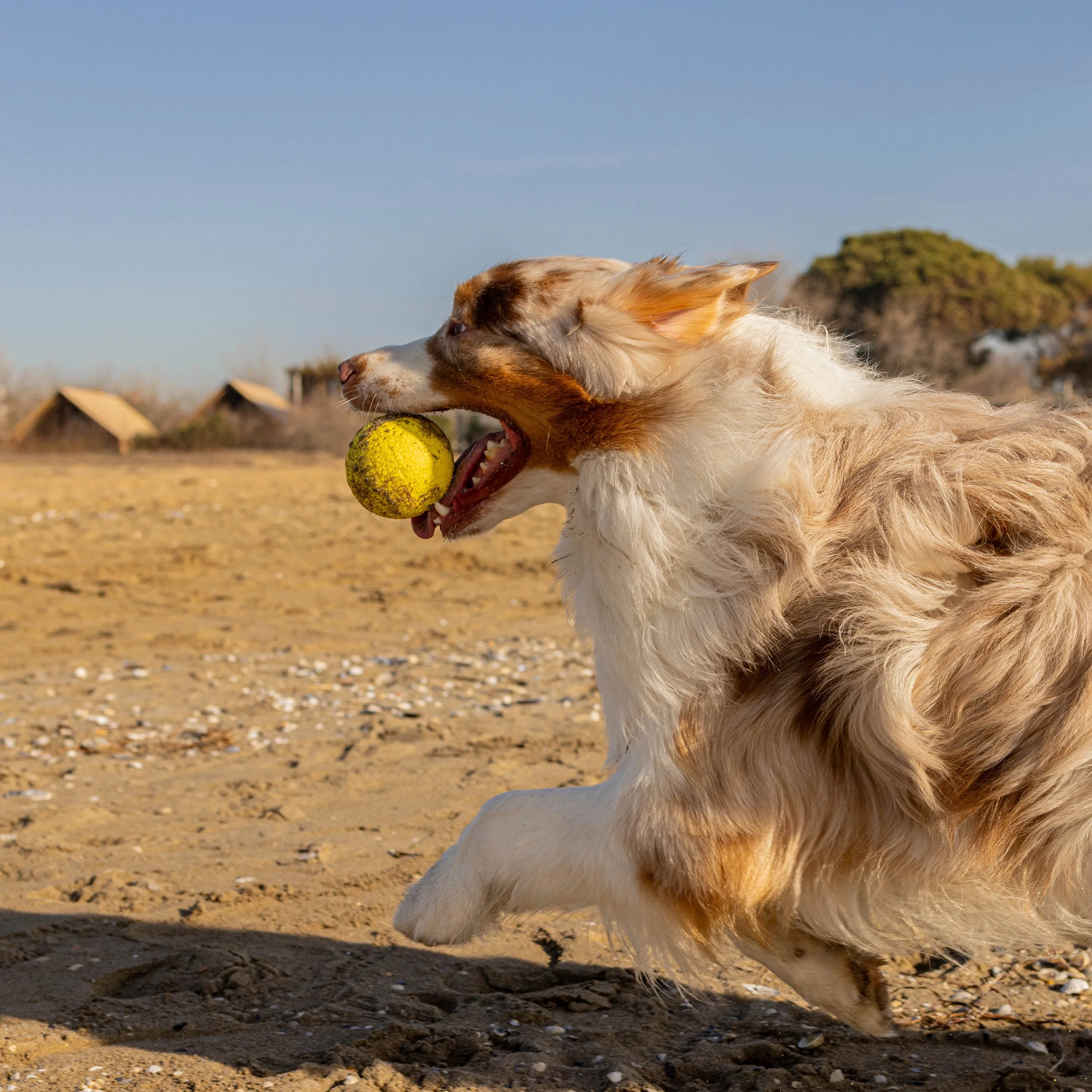 CHEWA BOING BALL