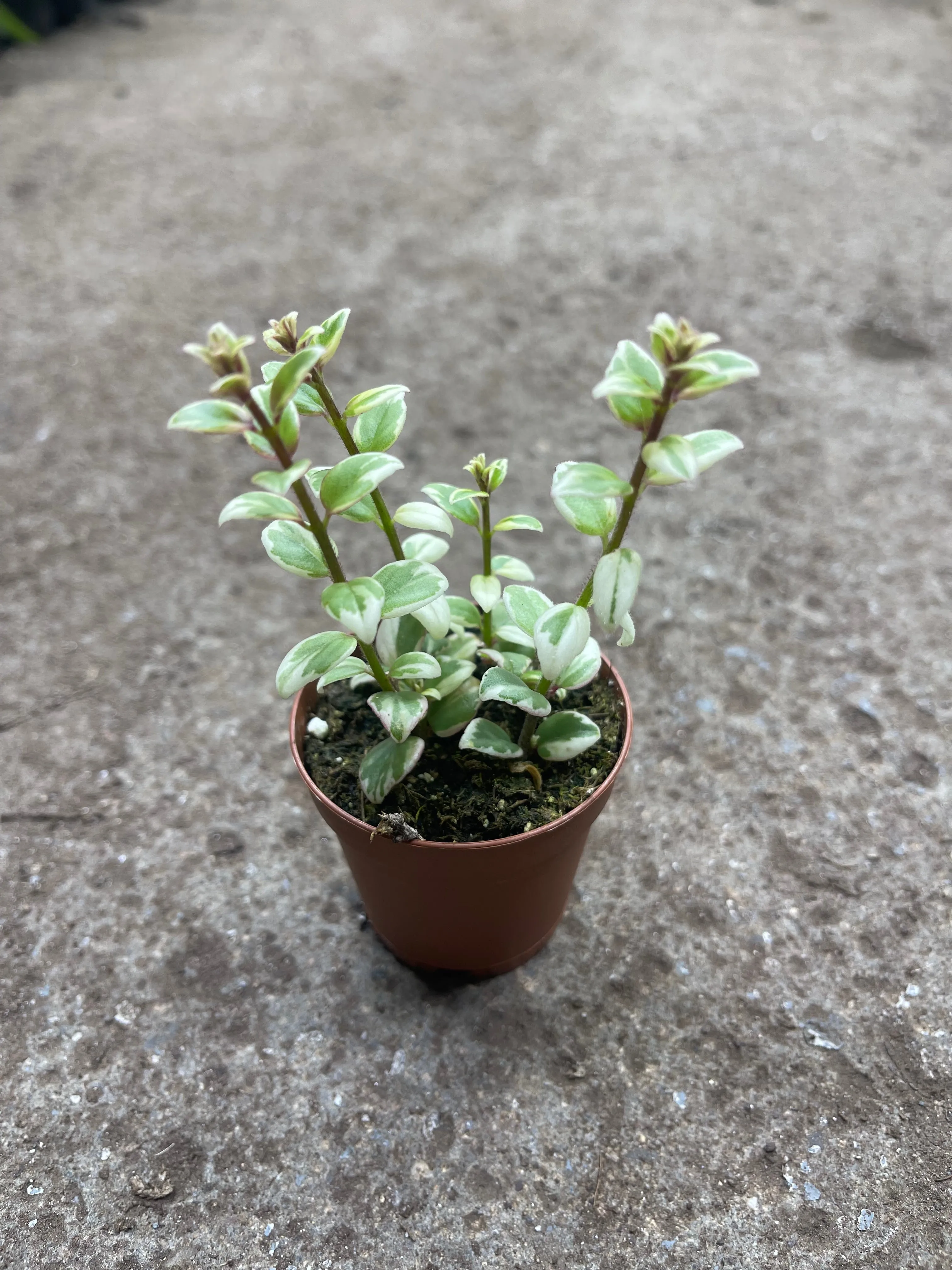 Columnea ‘Broget Stavager’