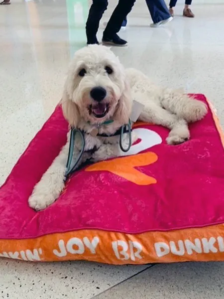 Customizable Dog Beds: Sit. Stay. Snooze.