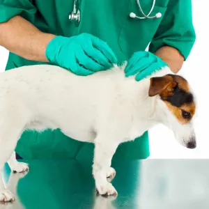 Flea & Tick Treatment Services