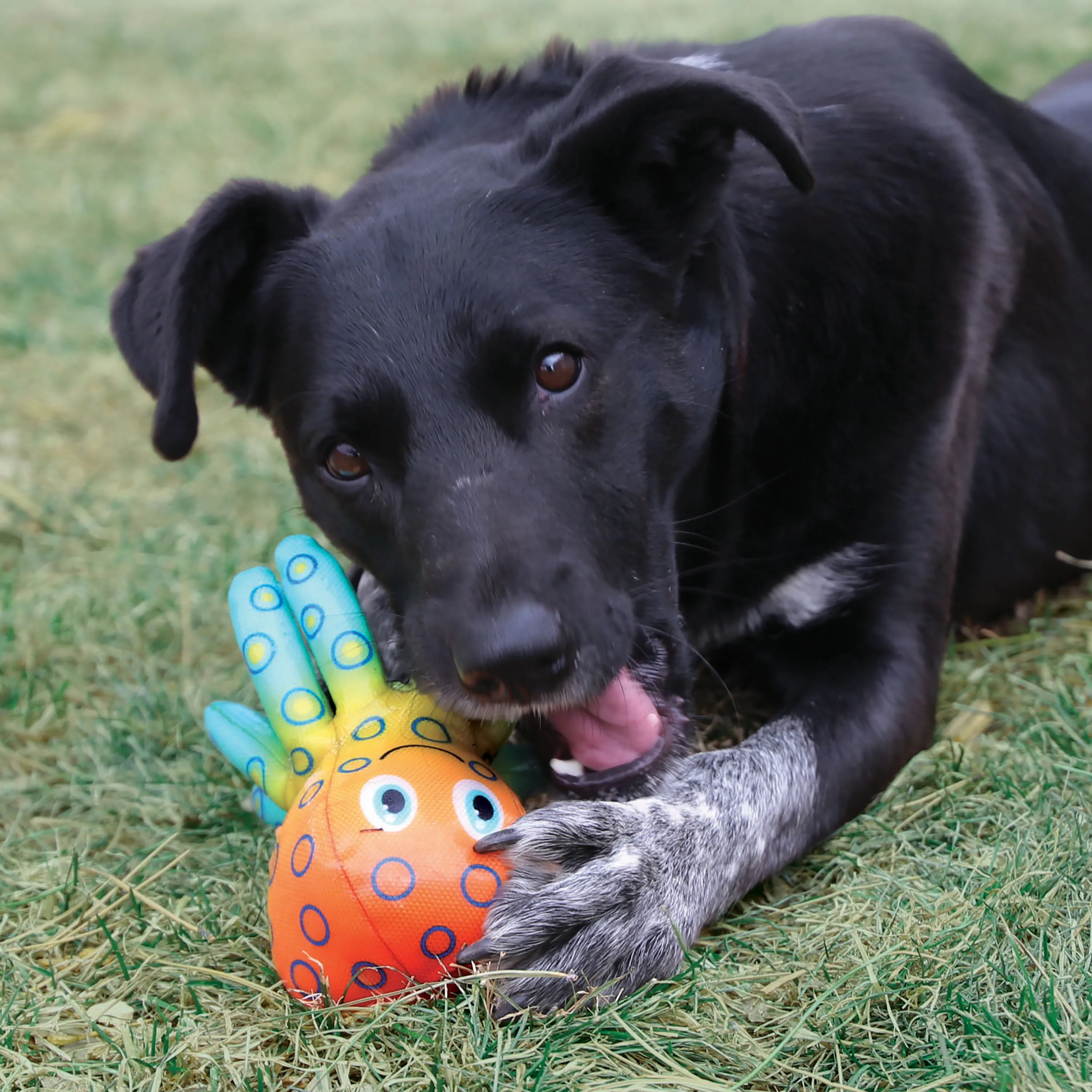 Medium-Sized KONG Shieldz Tropics Octopus - Durable Tropical-Themed Dog Toy