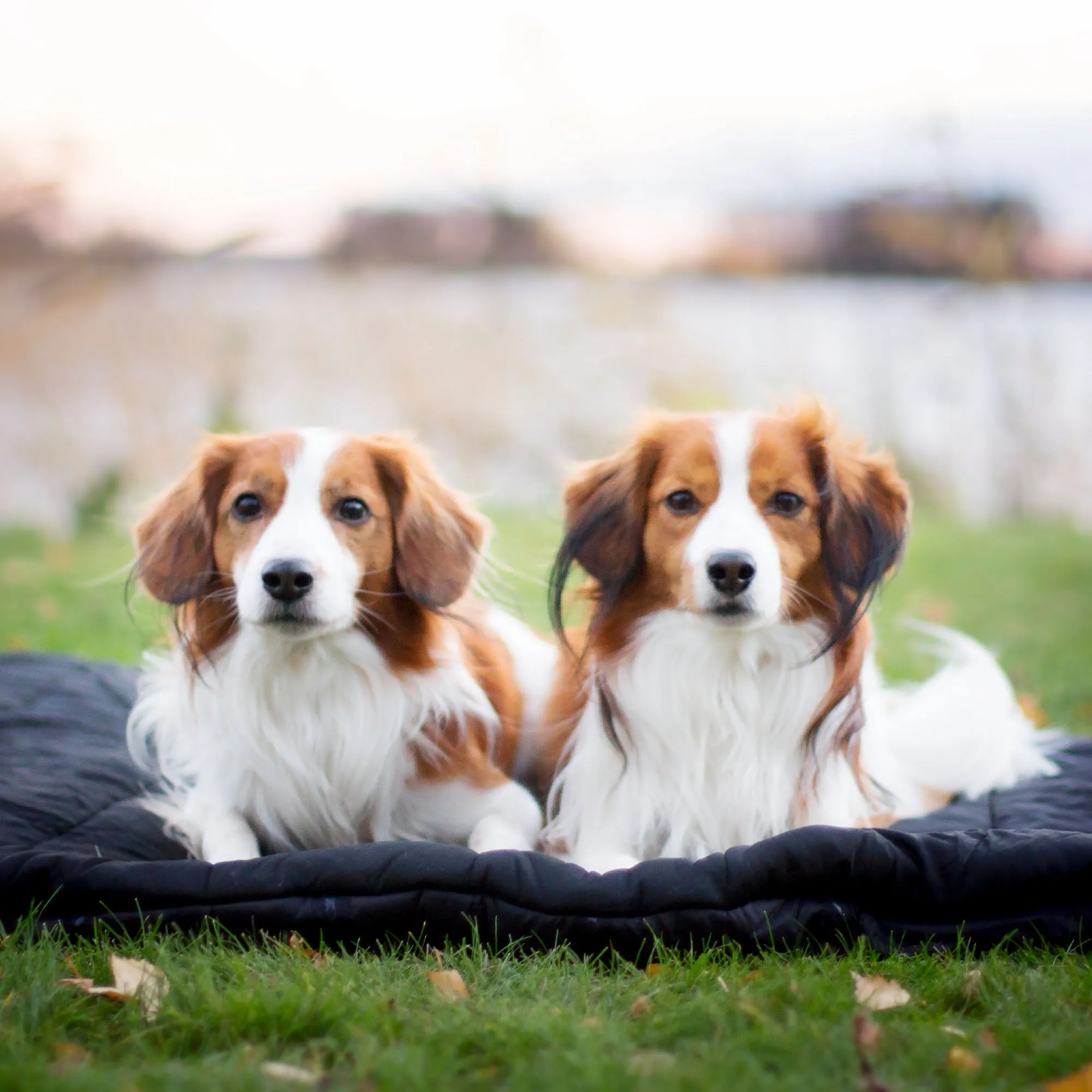 Oval Dog Bed - Top Choice