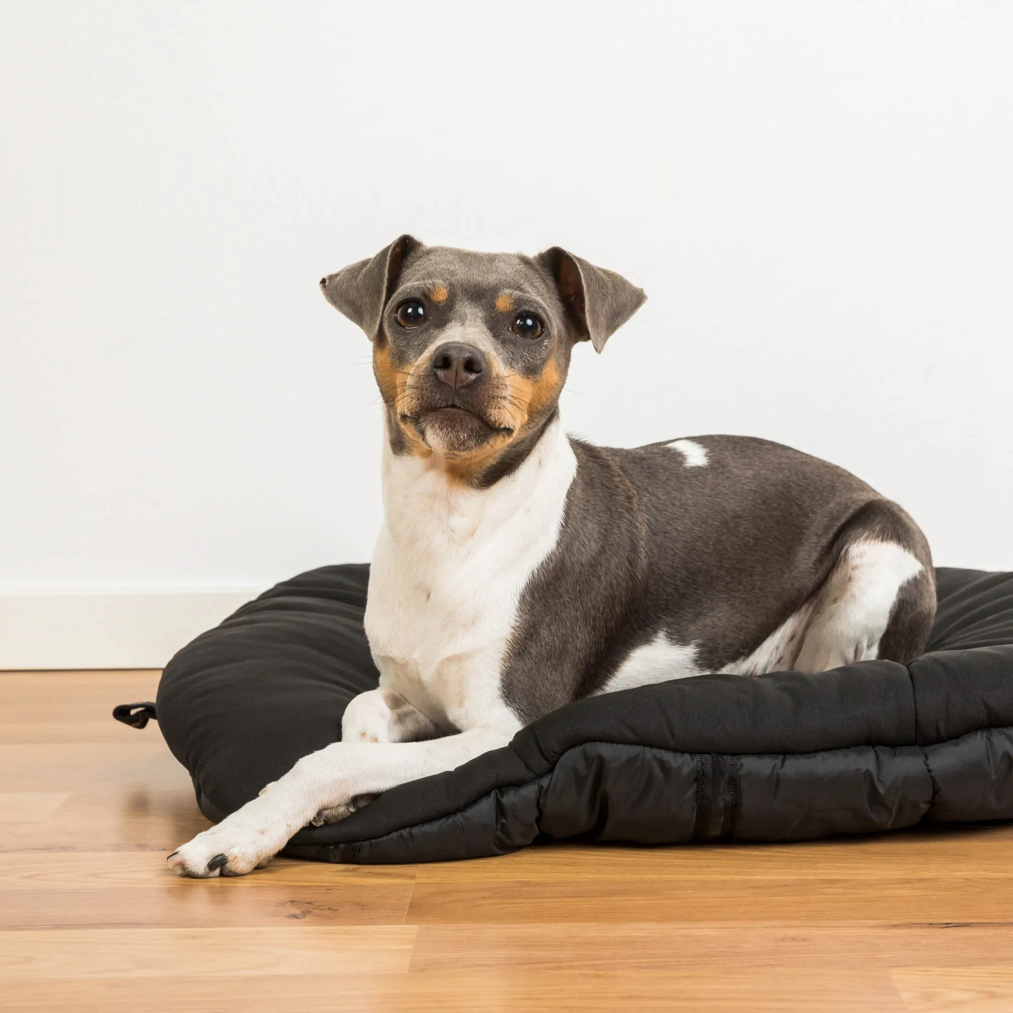 Oval Dog Bed - Top Choice