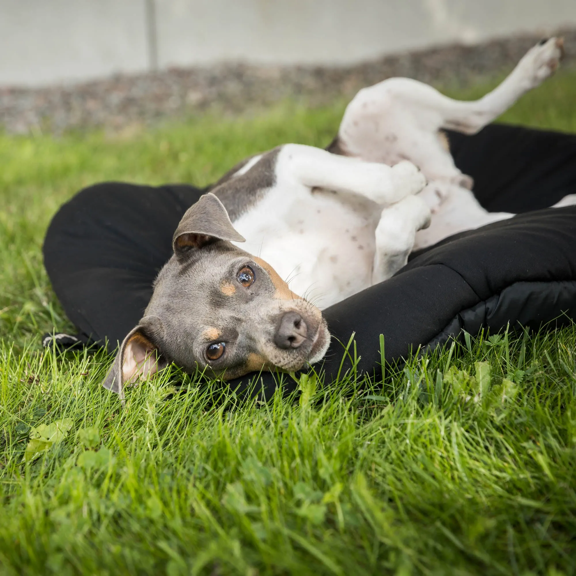 Oval Dog Bed - Top Choice