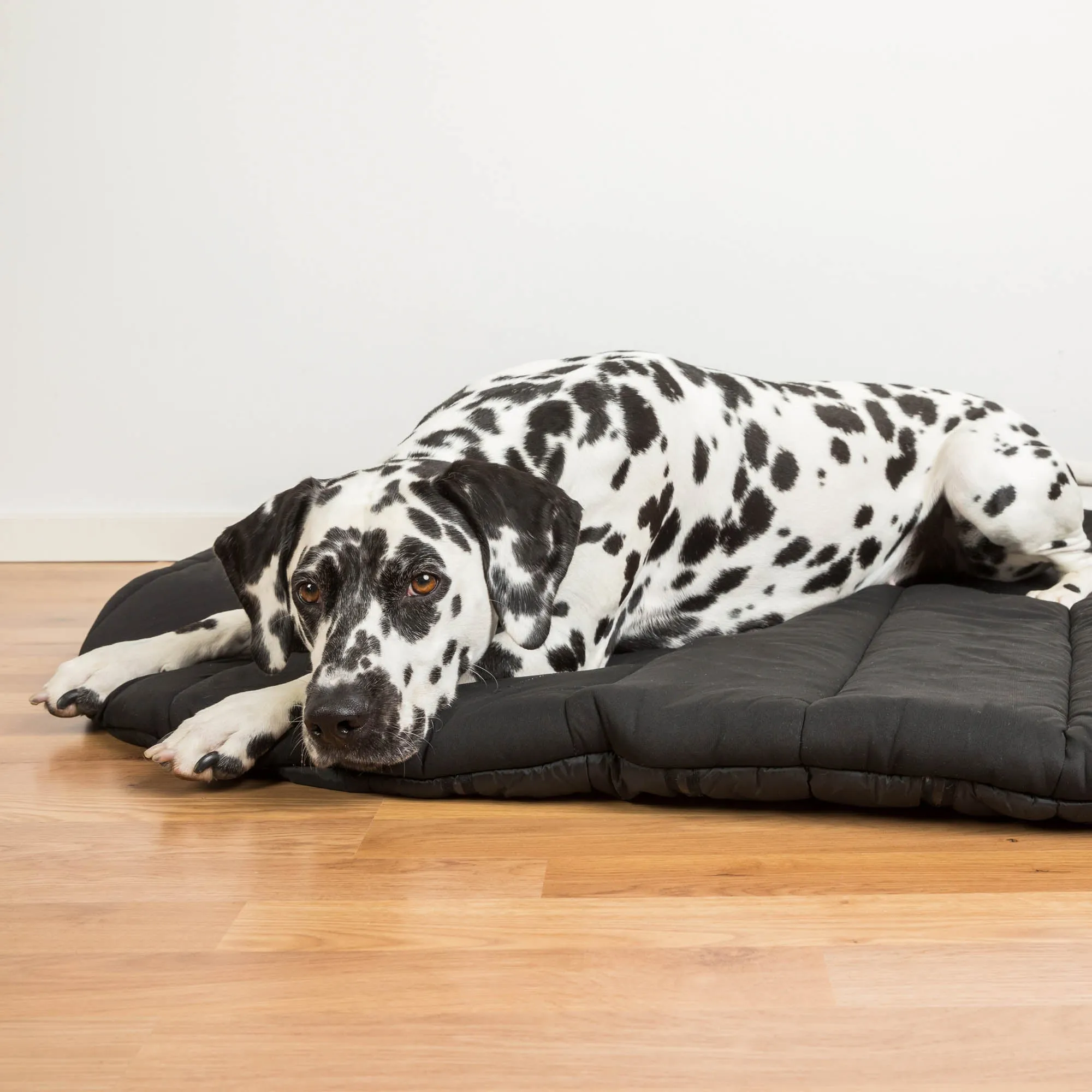 Oval Dog Bed - Top Choice