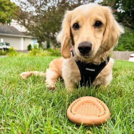 Tall Tails Wiggle Waffle Chew Dog Toy